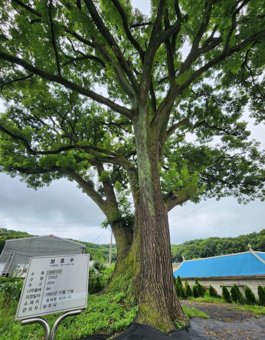 경기-파주-44호 보호수 기사 이미지
