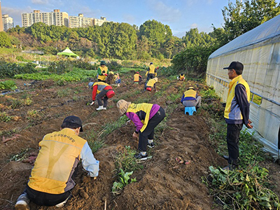 금촌2동 실버경찰대, 직접 재배한 고구마로 나눔 실천 기사 이미지