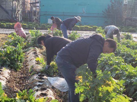 법원읍 대능5리 김인호 이장, ‘사랑의 김장무 1,000개’ 나눔 기사 이미지