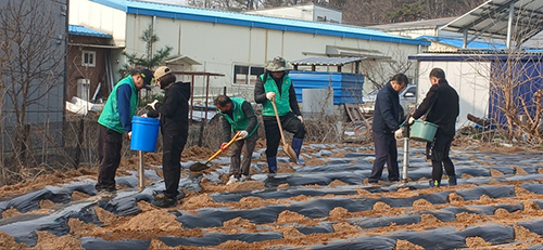 운정4동 새마을회, 봄맞이 감자심기 행사  기사 이미지