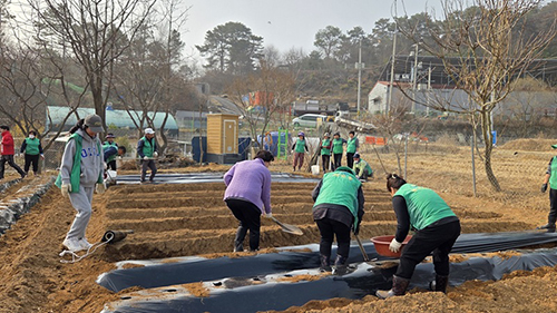 새마을지도자 탄현면 부녀회, 사랑의 감자심기 행사 기사 이미지