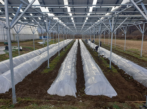 전국 최초 ‘영농형 태양광 발전사업 지원 조례’ 제정 기사 이미지