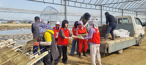 교하 연다산동-한국건강관리협회 서울서부지부, 농번기 일손 나눔… “모판 날라요” 기사 이미지