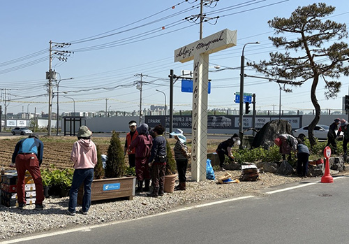 교하 서패동, 돌곶이 마을정원 수국·꽃 잔디로 활짝! 기사 이미지