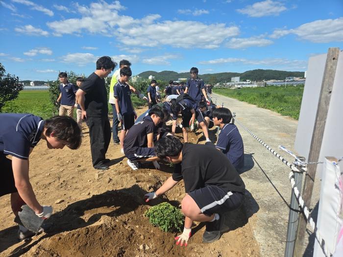 세경고 2학년 200명, 갈곡천에 국화를 심었다 기사 이미지